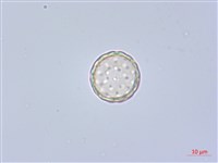 藏品(反枝莧)的圖片