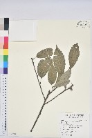 藏品(青剛櫟、鐵椆)的圖片