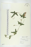 藏品(茅瓜)的圖片