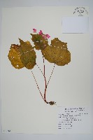 藏品(岩生秋海棠)的圖片