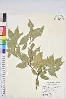 藏品(油葉石櫟)的圖片