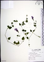 藏品(倒地蜈蚣)的圖片