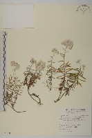 藏品(玉山抱莖籟簫)的圖片