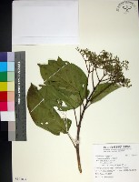 藏品(臭娘子)的圖片