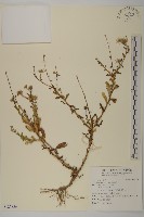 藏品(狗娃花)的圖片