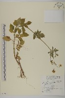 藏品(大花咸豐草)的圖片