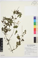 藏品(串鼻龍)的圖片