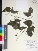 藏品(麥氏鐵線蓮)的圖片