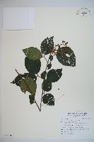 藏品(呂宋莢迷)的圖片