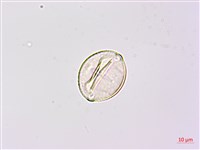 藏品(寬翼豆)的圖片