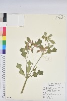 藏品(猩猩草)的圖片