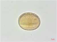 藏品(白木蘇花)的圖片