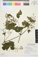 藏品(串鼻龍)的圖片