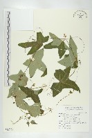 藏品(茅瓜)的圖片