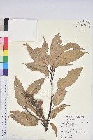 藏品(短尾葉石櫟、嶺南柯`東南石櫟)的圖片