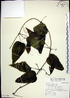 藏品(百部)的圖片