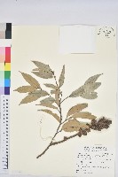 藏品(細刺苦櫧、草野錐果)的圖片