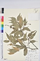 藏品(長尾栲、長尾柯、長尾尖葉櫧)的圖片