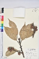 藏品(短尾葉石櫟、嶺南柯`東南石櫟)的圖片