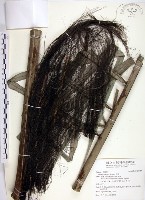 藏品(山棕)的圖片