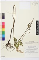 藏品(台灣升麻)的圖片