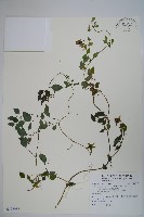 藏品(玉山山奶草)的圖片