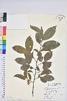 藏品(紫黃)的圖片