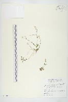 藏品(齒葉南芥、齒葉筷子芥)的圖片