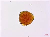 藏品(小葉括根)的圖片