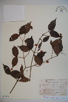 藏品(基隆莢迷)的圖片