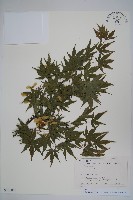 藏品(雞爪槭)的圖片