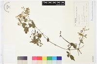 藏品(女萎)的圖片