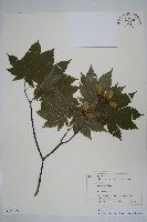 藏品(團扇槭)的圖片