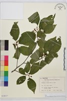 藏品(鈍齒鼠李)的圖片