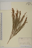 藏品(銀木麻黃)的圖片