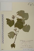 藏品(連香樹)的圖片