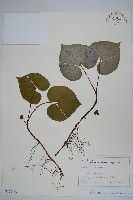 藏品(雙葉細辛)的圖片