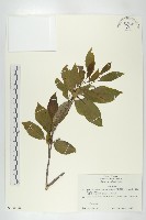 藏品(俄氏柿)的圖片