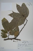 藏品(琉球暗羅)的圖片