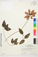 藏品(轉子蓮)的圖片