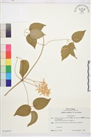 藏品(圓錐鐵線蓮)的圖片