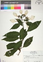 藏品(玉葉金花)的圖片