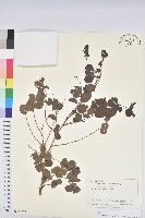 藏品(紅仔珠)的圖片