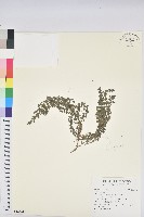 藏品()的圖片