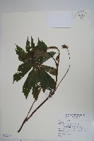 藏品()的圖片