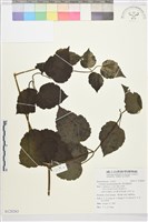 藏品(銹毛鐵線蓮)的圖片