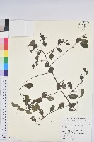 藏品(密花白飯樹)的圖片