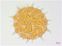 藏品(長毛黃葵)的圖片