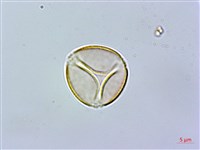 藏品(石吊蘭、吊石苣苔)的圖片