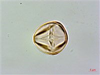 藏品(黃楊葉芒毛苣苔)的圖片